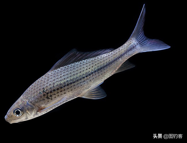 澜沧江鱼种及图片图片
