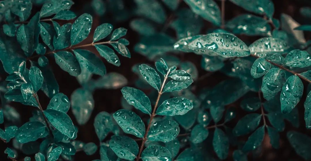 读诗｜下雨了，我真的好想你