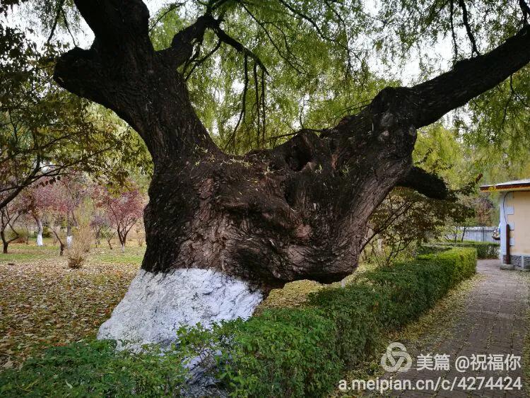 哈尔滨动物园(1889年的雅什金花园到哈尔滨动物园，现在的哈工大科学园的疑惑)