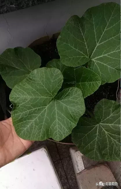 贝贝小南瓜怎样种植贝贝南瓜家庭种植方法