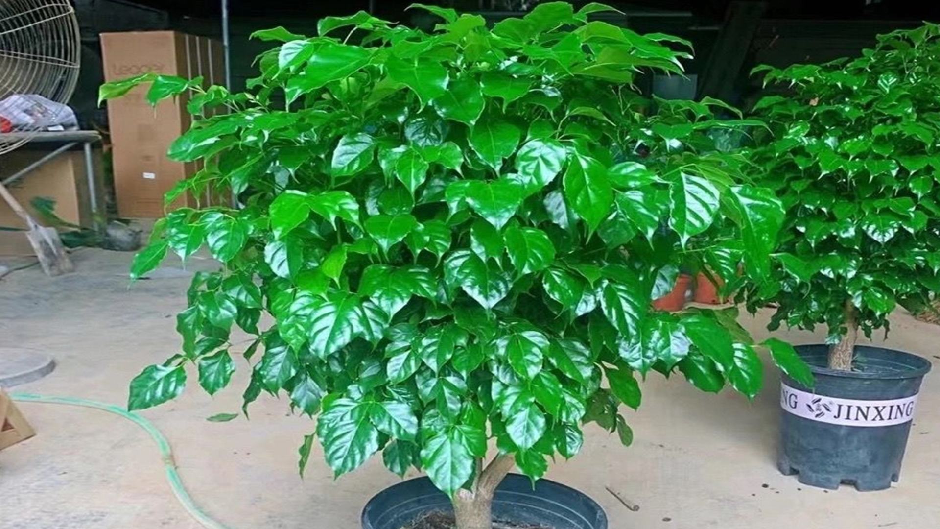 盆栽幸福树想从小苗长成大苗,只要掌握这2步,2年就能长大好几倍