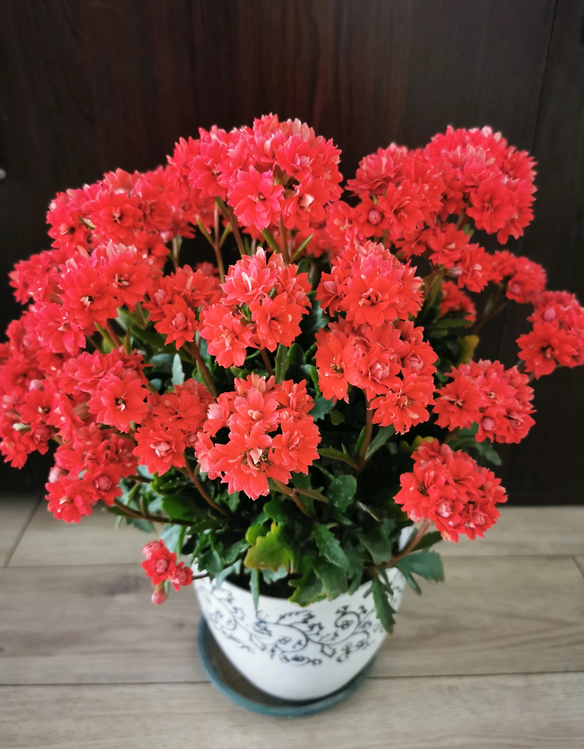 这种花名叫"红宝石",景天科伽蓝菜属多年生草本植物