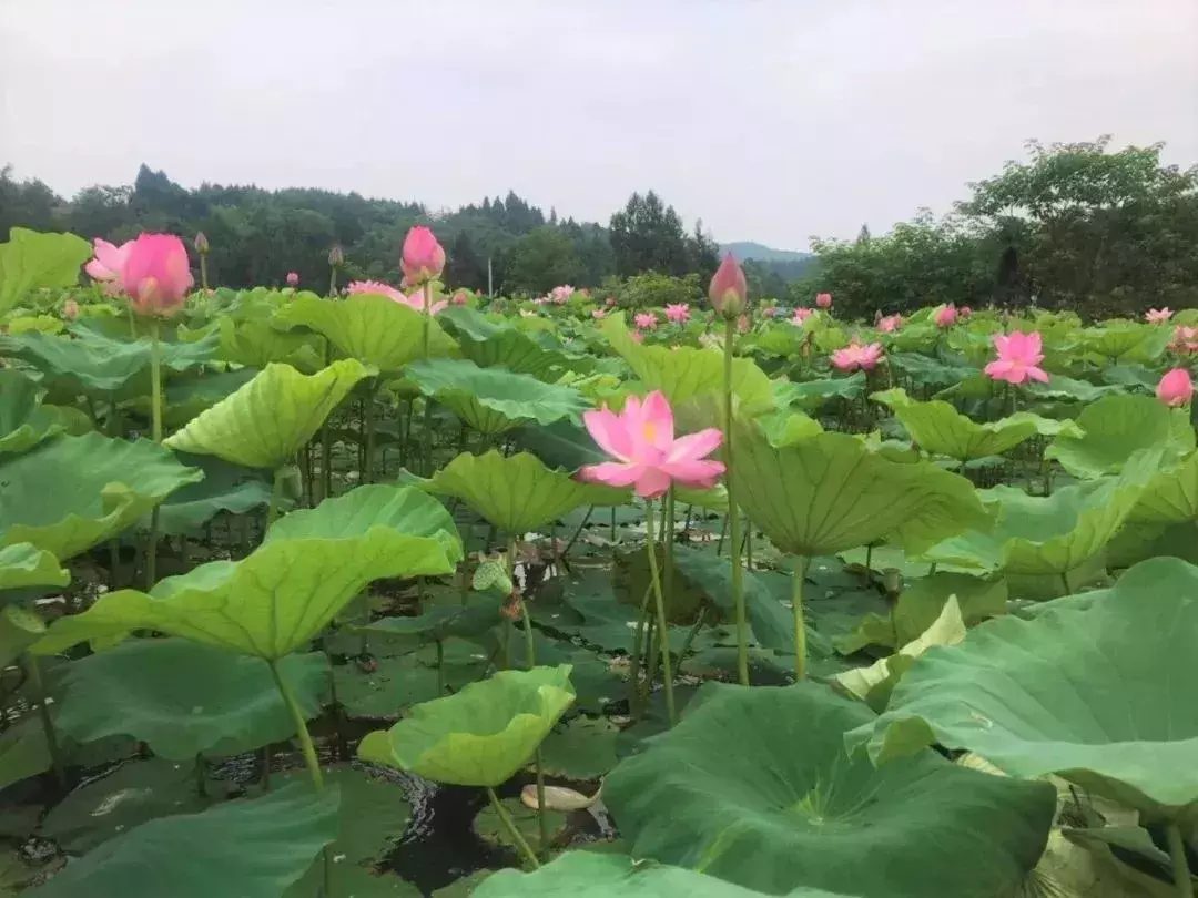 盈盈芙蕖水中开，菡萏尽放，千娇百媚~与君共赏这一池荷香