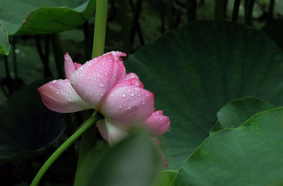 「诗词鉴赏」雨中观荷，惊艳了谁的时光