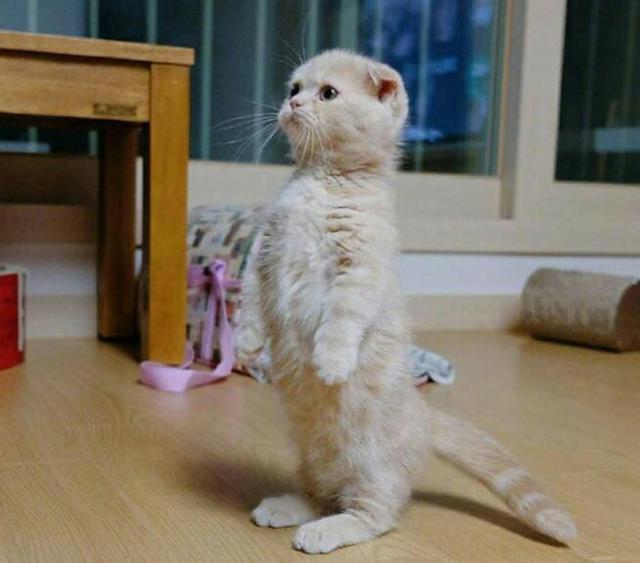 折耳猫的5大缺点,网友:就算想养也不敢养啊