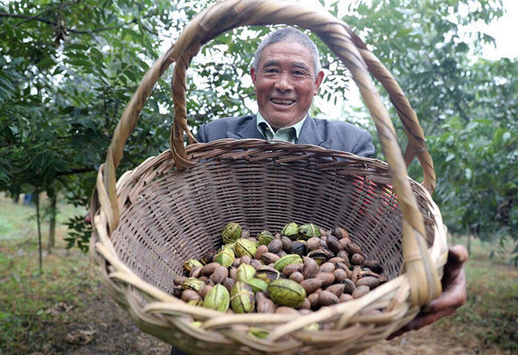 碧根果：来自美国的山核桃，国内已种植多年，为何还要靠进口？