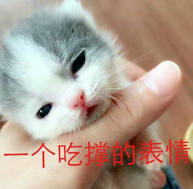 猫咪表情包合集｜笑得露出小虎牙