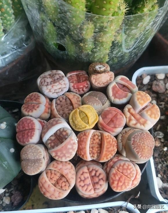 生石花的长大后的图片（生石花养护大全用砂石去养）