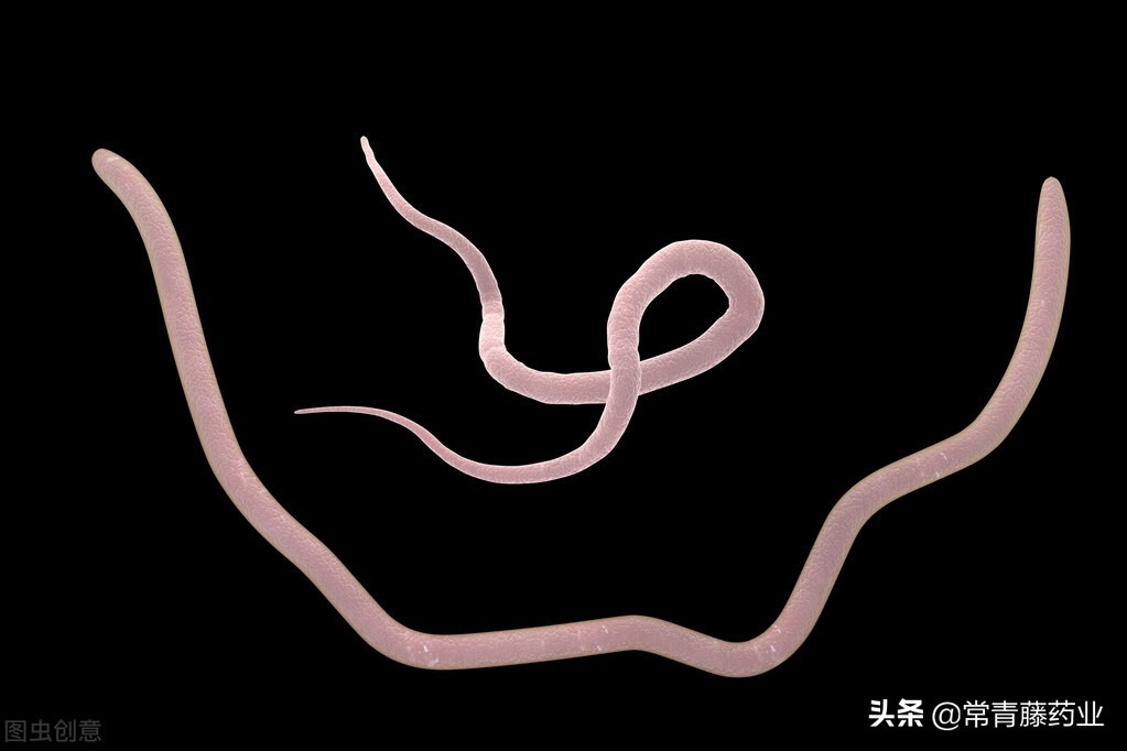 想了解蛔虫,医生一一告诉你