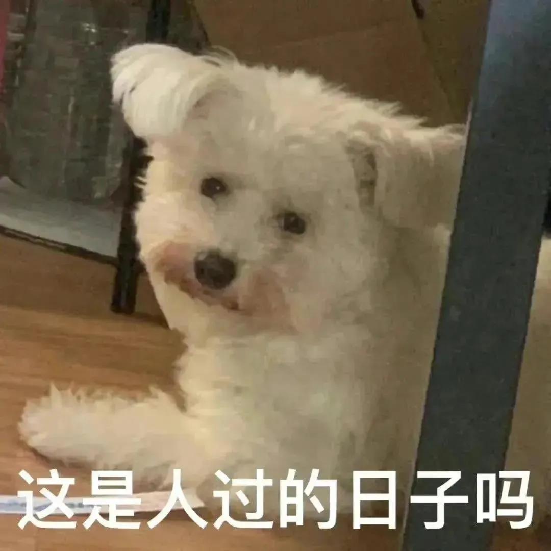 表情包：开心小狗，不请自来