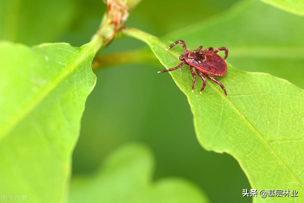 蜱虫在人身上怎么处理（被蜱虫叮咬三招可有效预防）