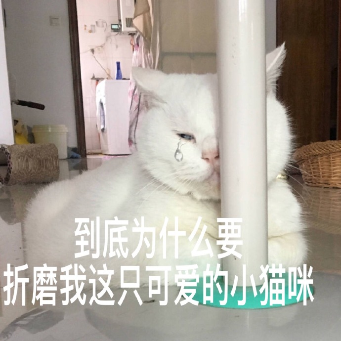 猫咪表情包｜睡了告辞