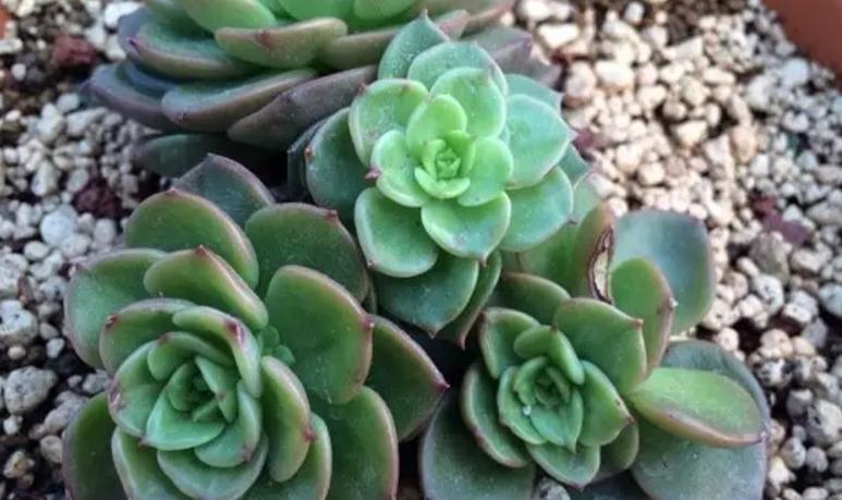 蜡牡丹,景天科多肉植物,怎么养护容易出状态、长爆头?
