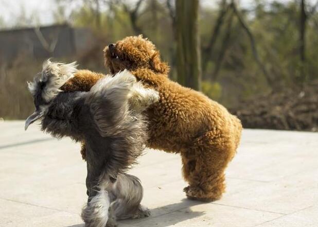 养一只雪纳瑞犬是什么感受?宠主:心累了