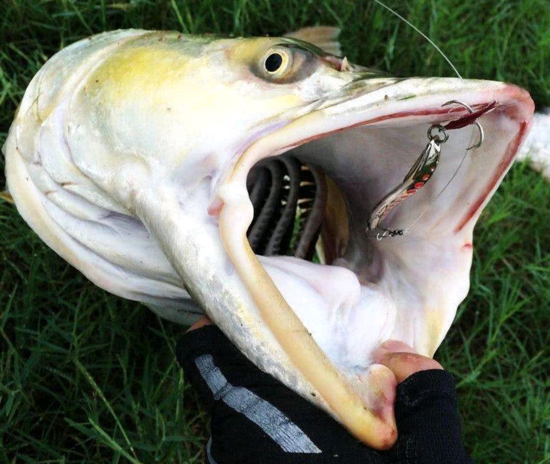 巨型虎鱼(巨型非洲虎鱼)-图6