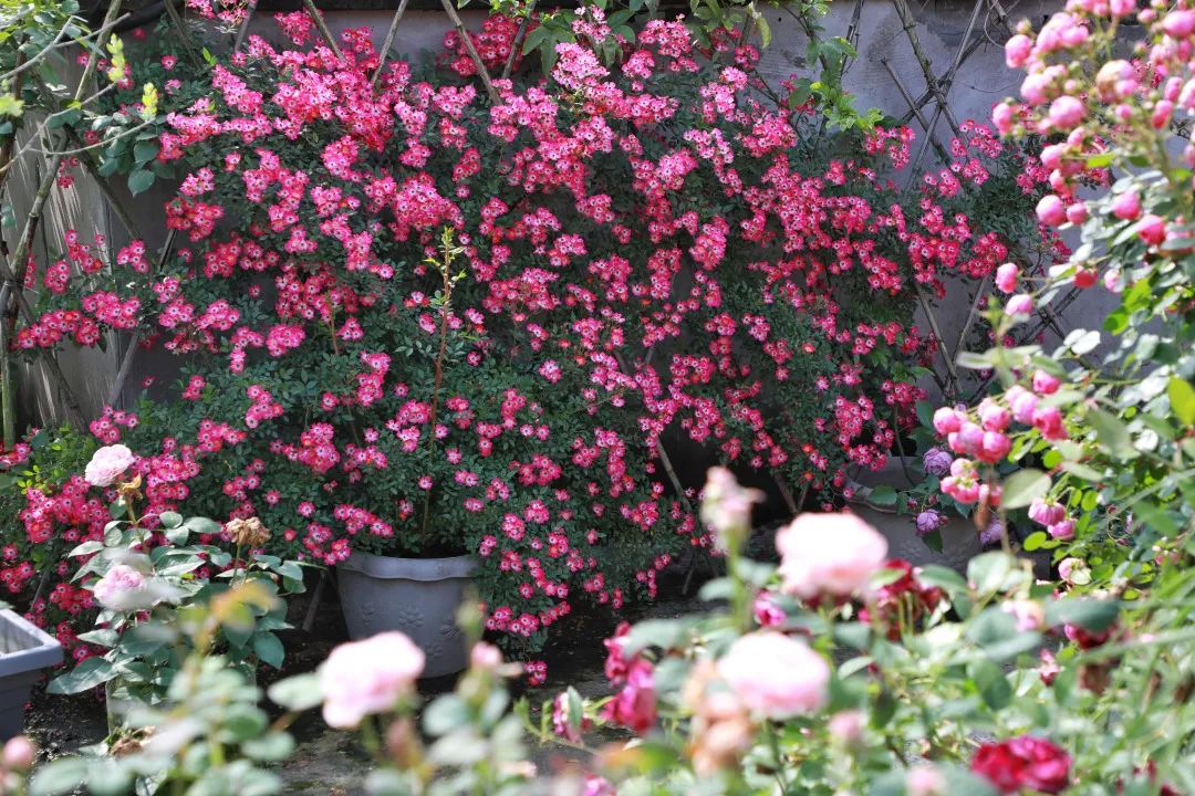 海妈花园访问｜想种花没地方？重庆小学老师在学校楼顶造了座花园