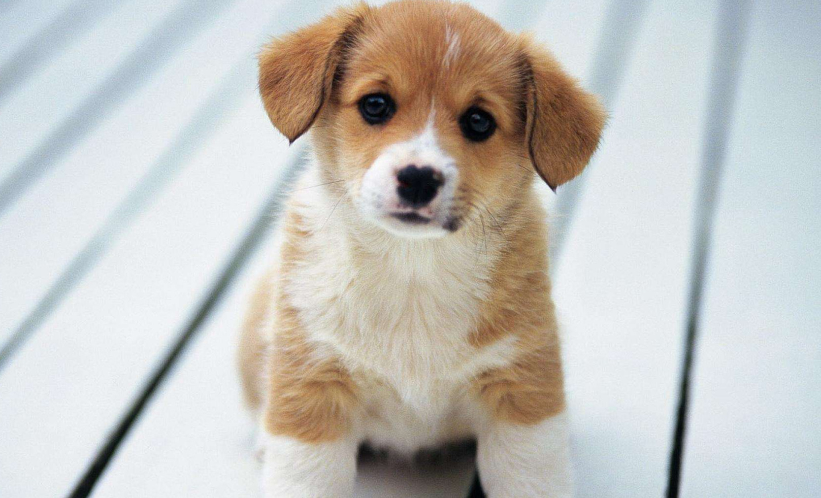 这个专业有点神奇，学生每人发一条狗，并且全国只有1所大学开设