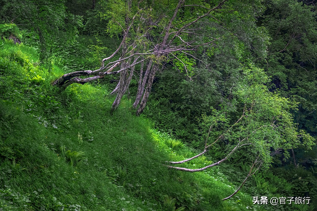 2020盛夏自驾游长白山，地球人都知道的避暑圣地，是中国爱情圣山