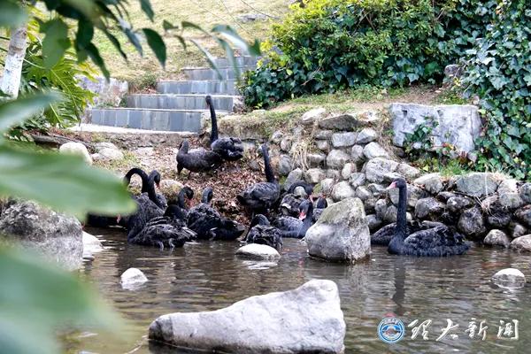 痛心！大理大学12只网红黑天鹅被烈犬咬死！包括6只丑小鸭！狗主人赔4万元