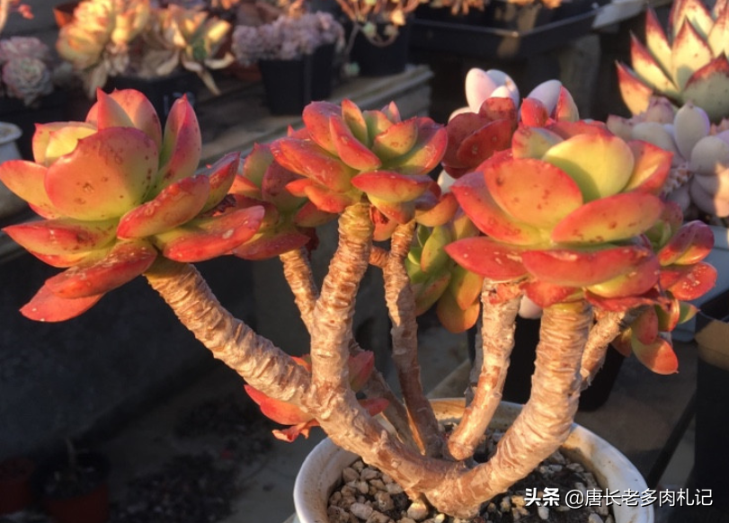 红梅花开,傲雪凌霜——养一棵多肉红梅,这个季节比真的梅花还美