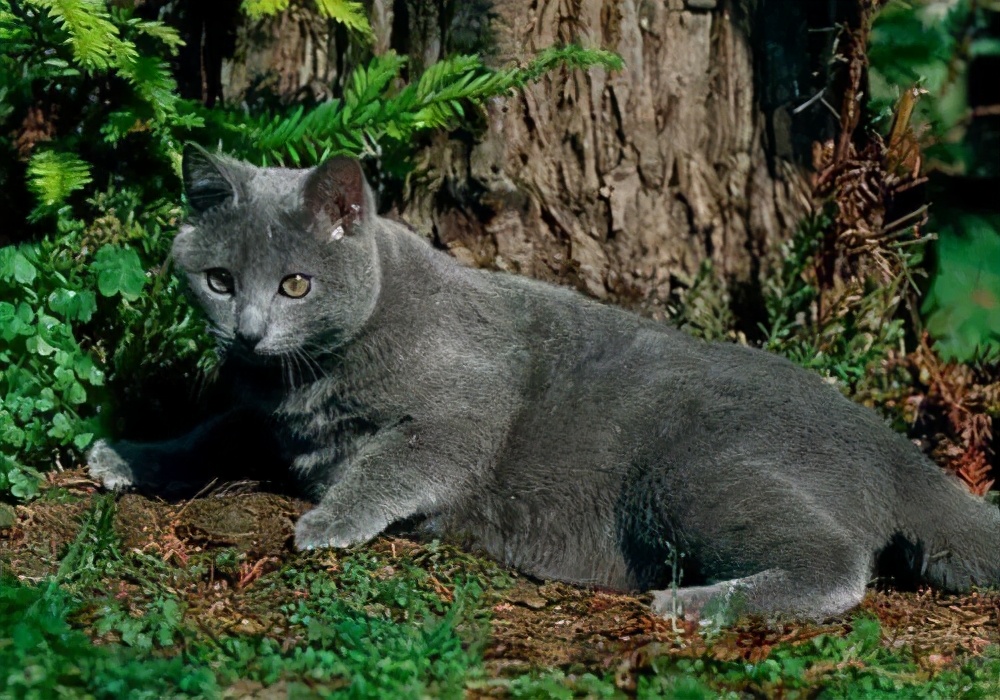 猫咪眼睛突然变色？可能是葡萄膜炎