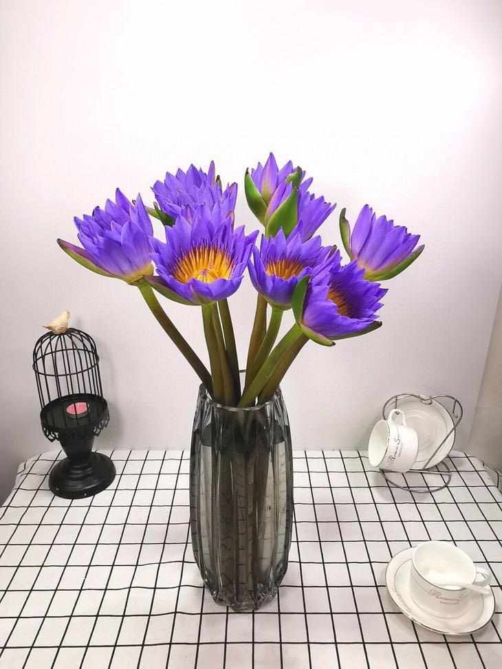 鲜插花睡莲怎么养小技巧图文