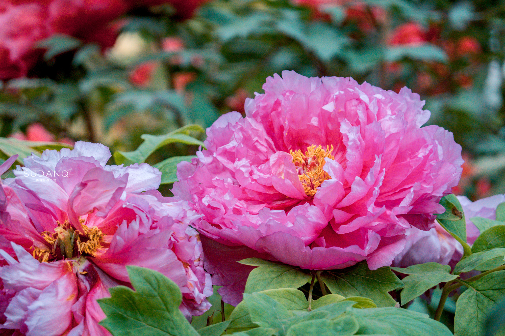 十三朝古都真是魅力无限,牡丹花开全城轰动