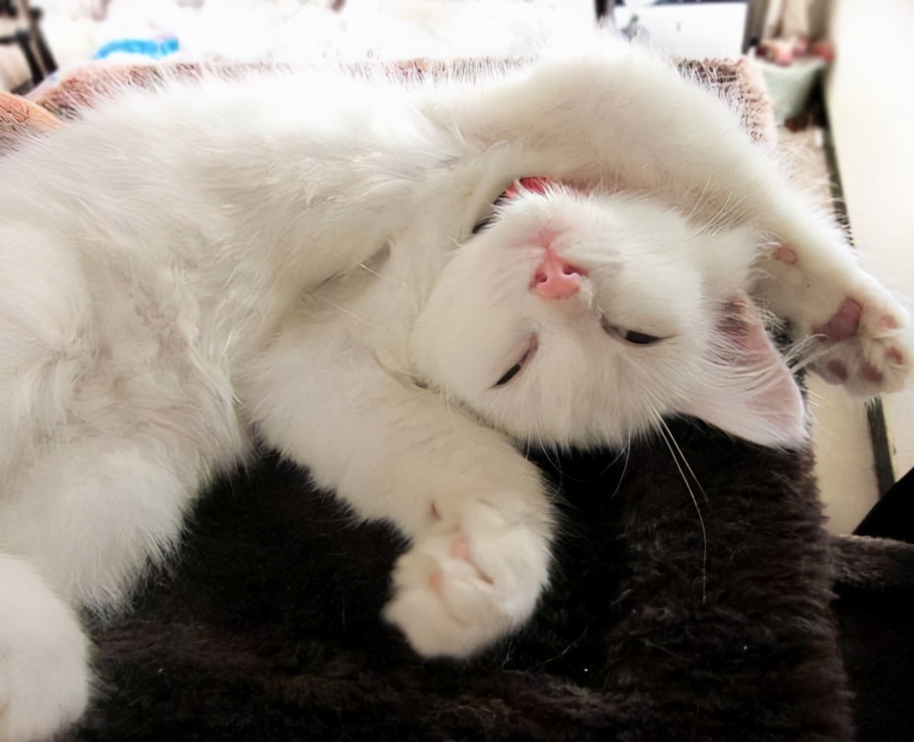 貓咪喜歡「四腳朝天」睡？ 原來有這些原因