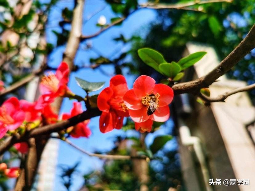 描写风景的四字词语（形容环境优美的成语分享）