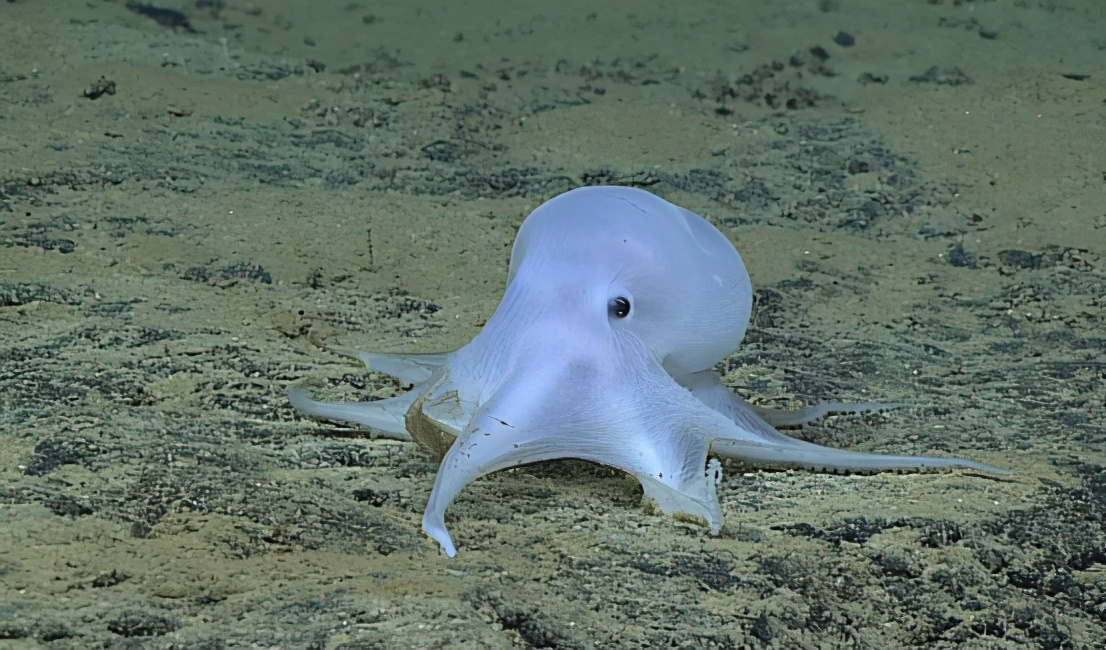 往高智商方向进化的章鱼(章鱼进化出高智慧吗?)--飞鸽体育