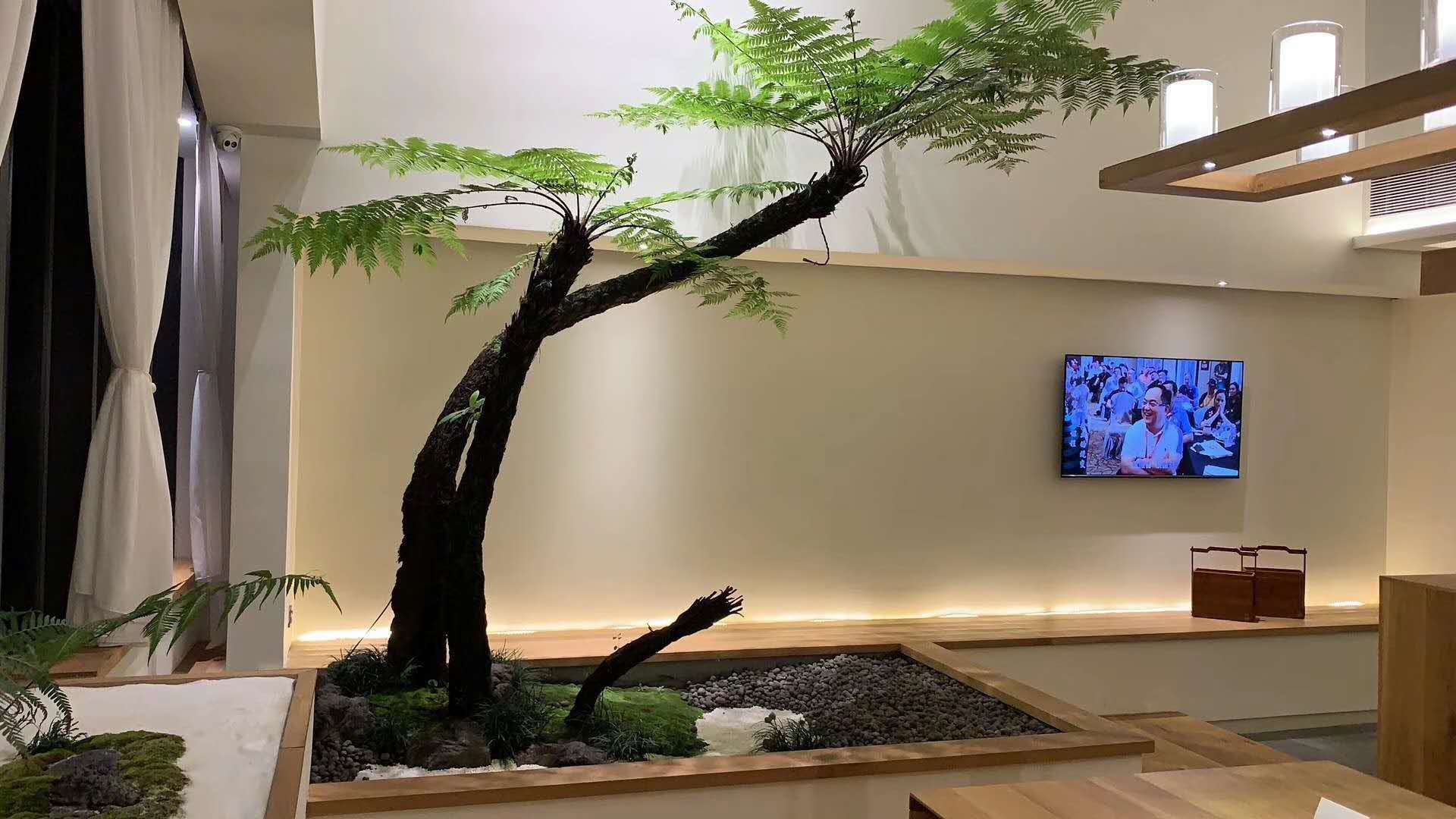 桫椤盆栽栽培后不会管养?学会这几个办法,保证茎苍叶秀绿意盎然