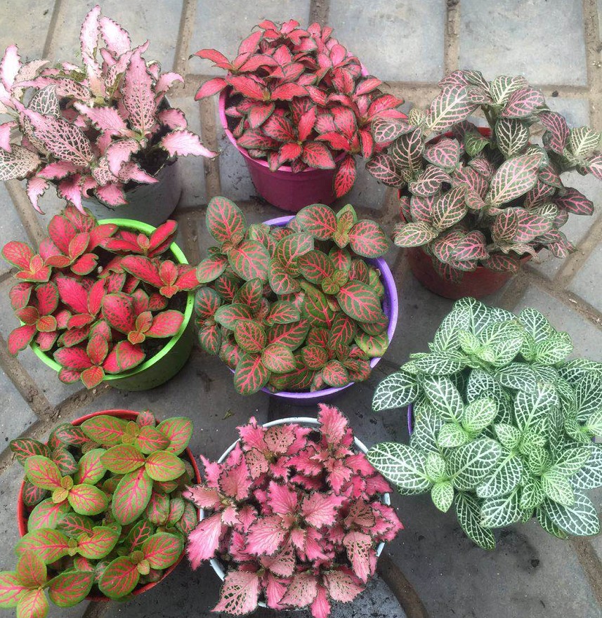 人养花，花亦滋养着人！100种室内盆栽花草图鉴，有您喜欢的吗？