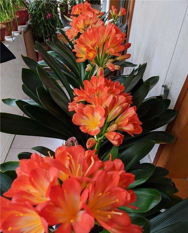 君子兰不开花(君子兰不开花原因及处理办法)