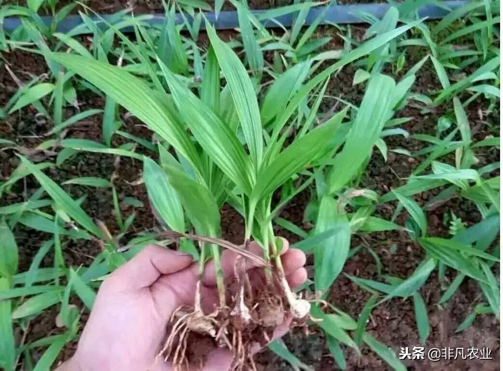 中药材白芨，种植前景怎么样？2018年市场行情如何？能不能赚钱？