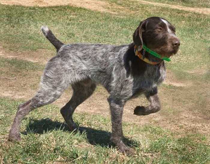 魏玛猎犬图片大全(国内最少人养的6种狗狗)