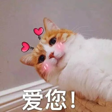 和爸妈聊天的表情包｜亲爱的爸妈，您的孩子没钱了