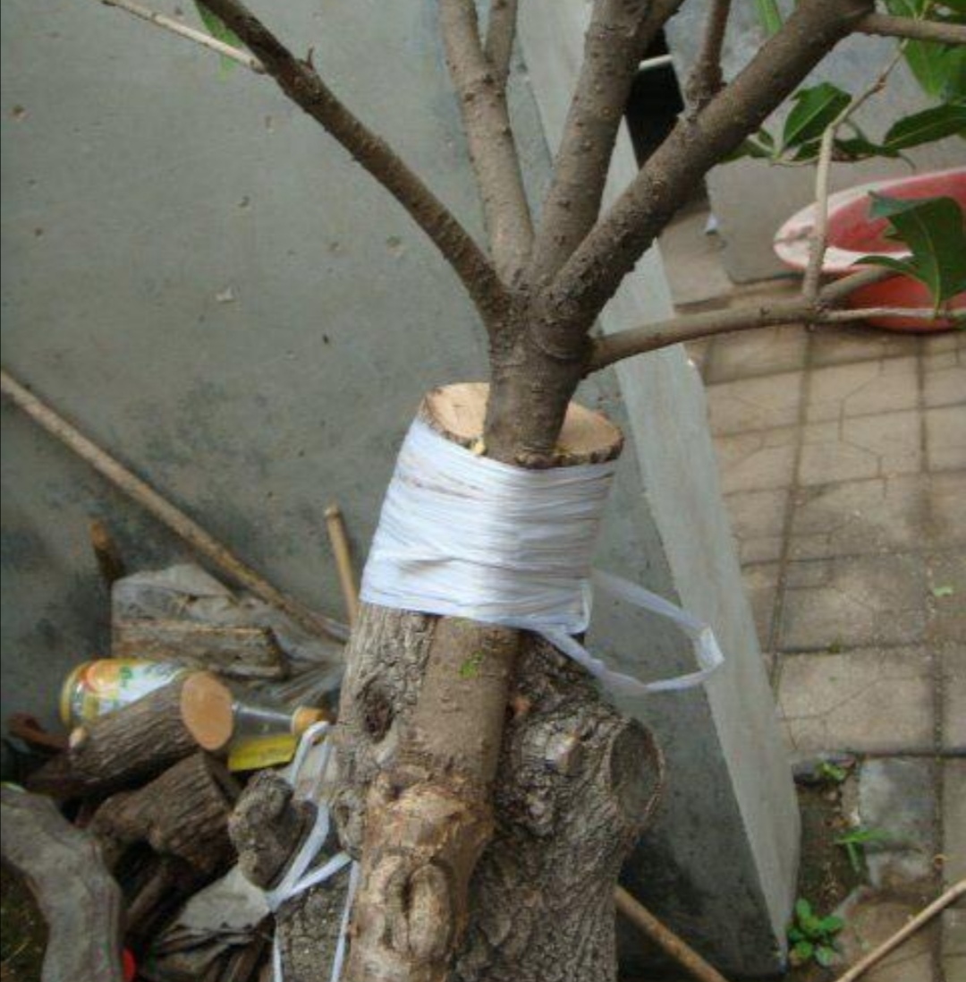 在家靠接桂花,只需几个简单步骤,易成活,早开花