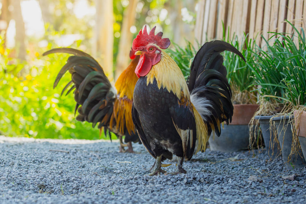 公雞為什么早上會打鳴,公雞為什么早上會打鳴黃段子
