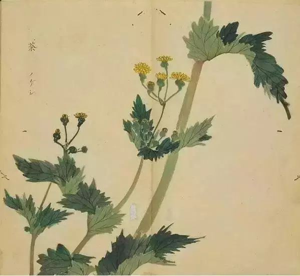 《诗经》太熟悉了吧,但《诗经》里的这些字,你认识吗?