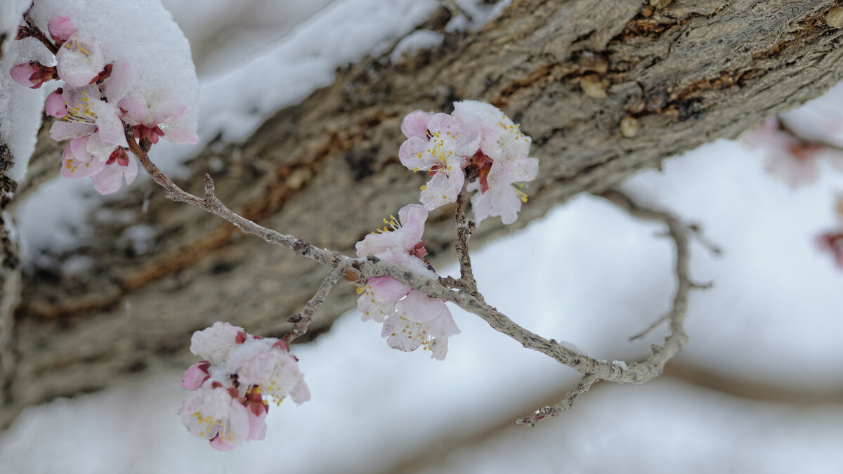 冬雪厚重，春雪灵动，多少调皮可爱的雪花在古诗词里跳跃