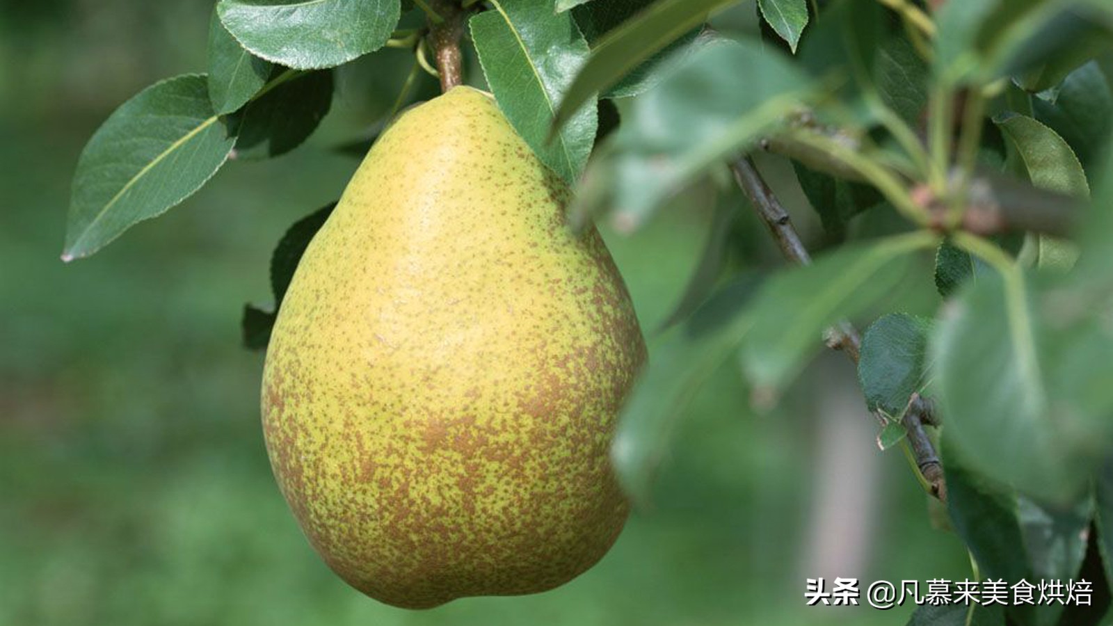 全中国有多少种梨子？盘点全国最好吃的50种梨，第一名太出乎意料