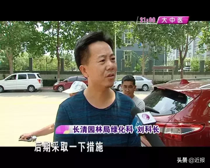 闹心!济南一颗大树倒伏砸奔驰,这个损失谁来赔?