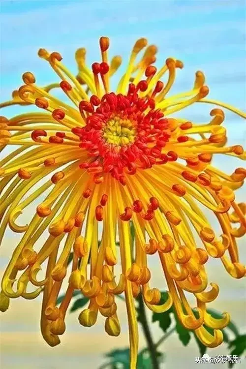 万花凋谢，秋菊傲霜（太美了！）