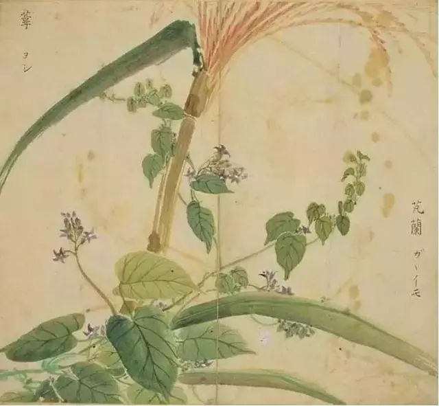 《诗经》太熟悉了吧,但《诗经》里的这些字,你认识吗?
