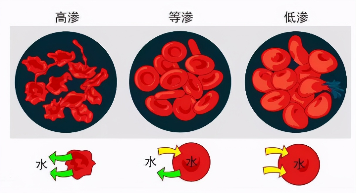 鱼翅是什么,鱼翅是什么鱼的哪个部位