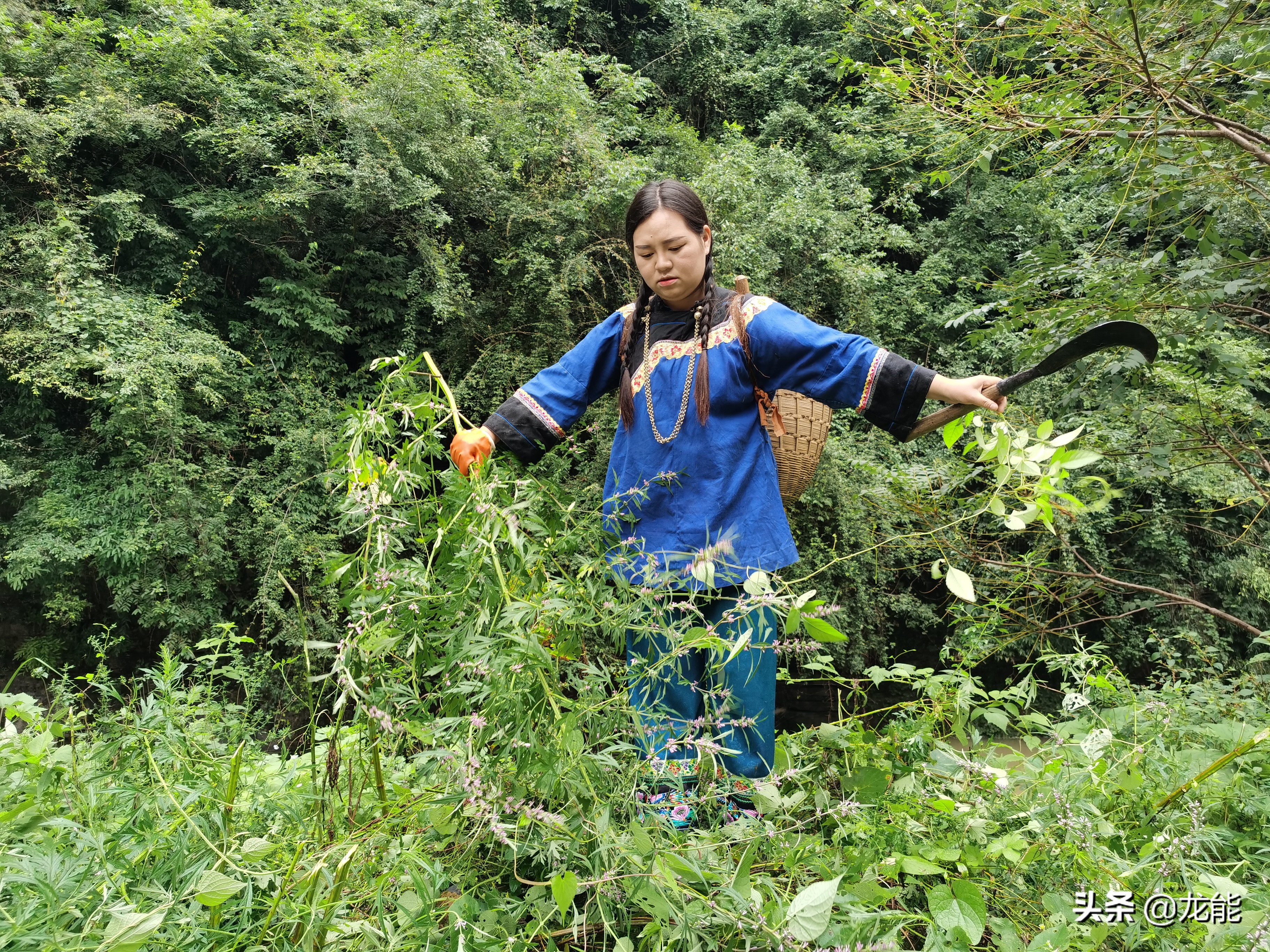 农村常见的“女人草”，对女性的身体十分有益，你知道了吗