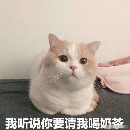 可爱猫猫的表情包合集｜咋回事呢，小老弟