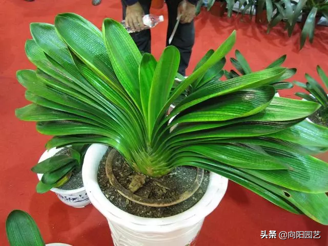君子兰象征富贵,阳台养一盆,稍微施点肥,冬天开出大红花