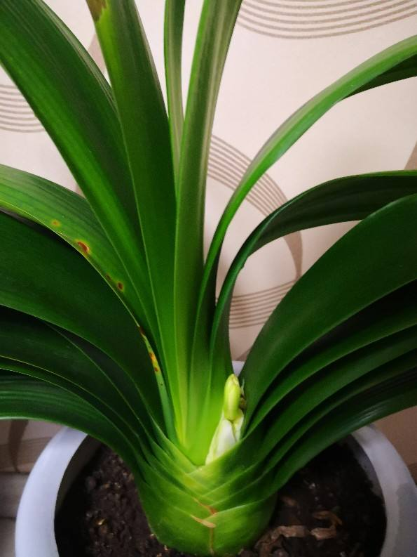 君子兰开花有什么兆头 君子兰首次开花预兆什么-诚智百科网