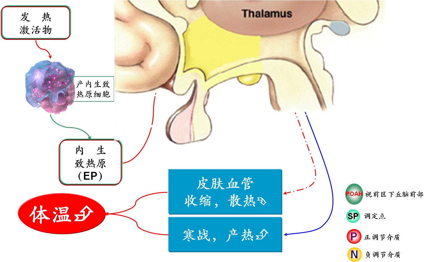 小儿退烧药物该怎么科学安全选择？注意哪些事项？宝妈宝爸须知